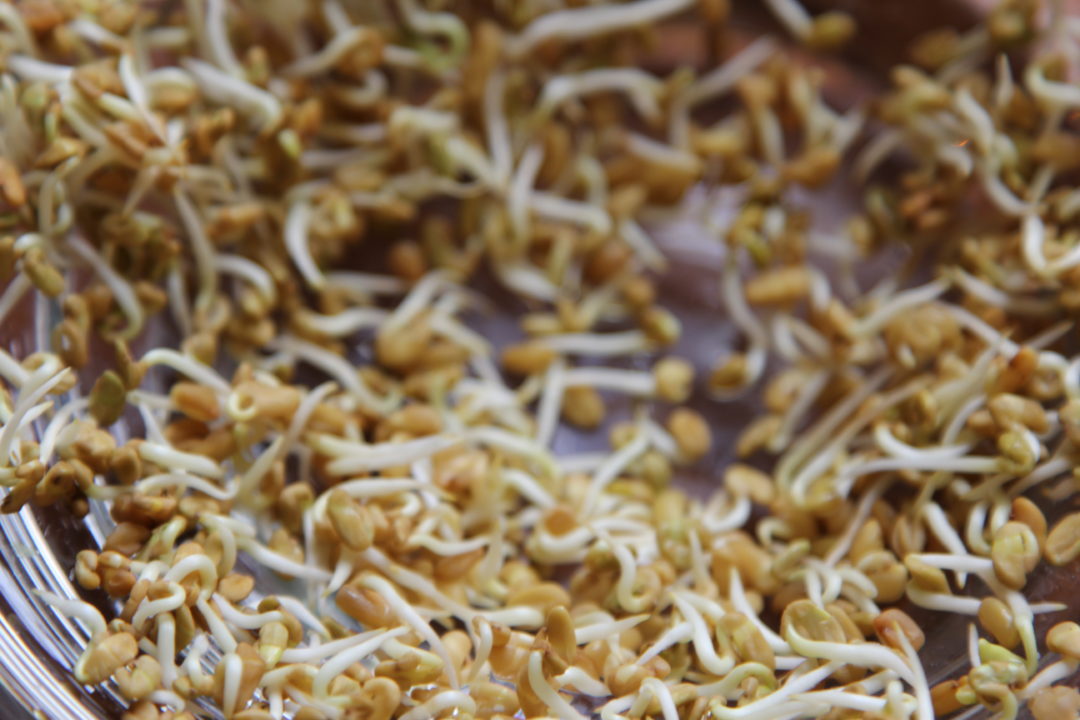 Fenugreek sprouts Simply Sentient