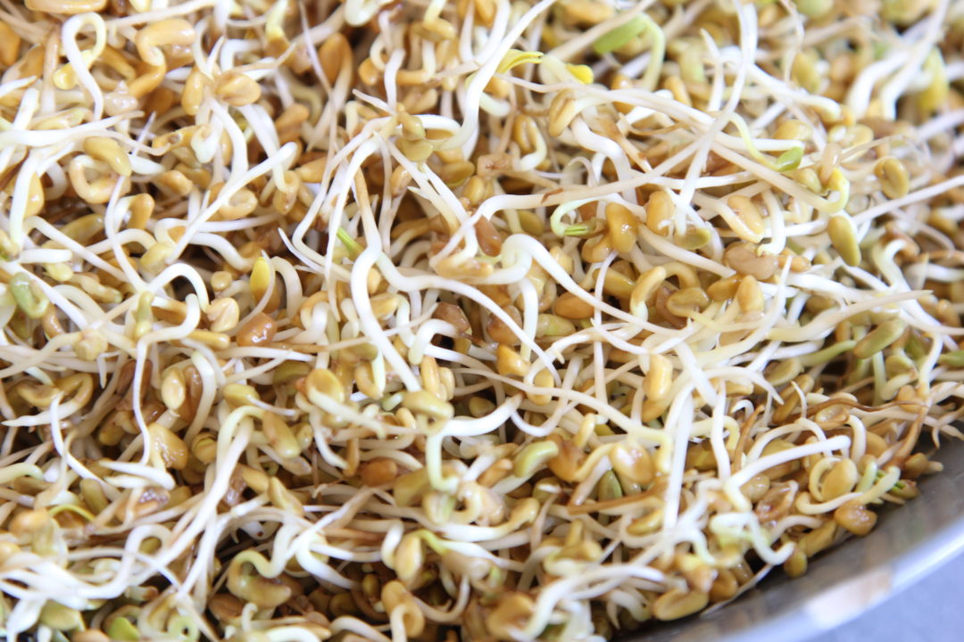 Fenugreek Sprouts Simply Sentient