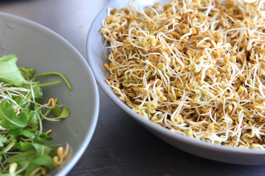 Fenugreek Sprouts Simply Sentient