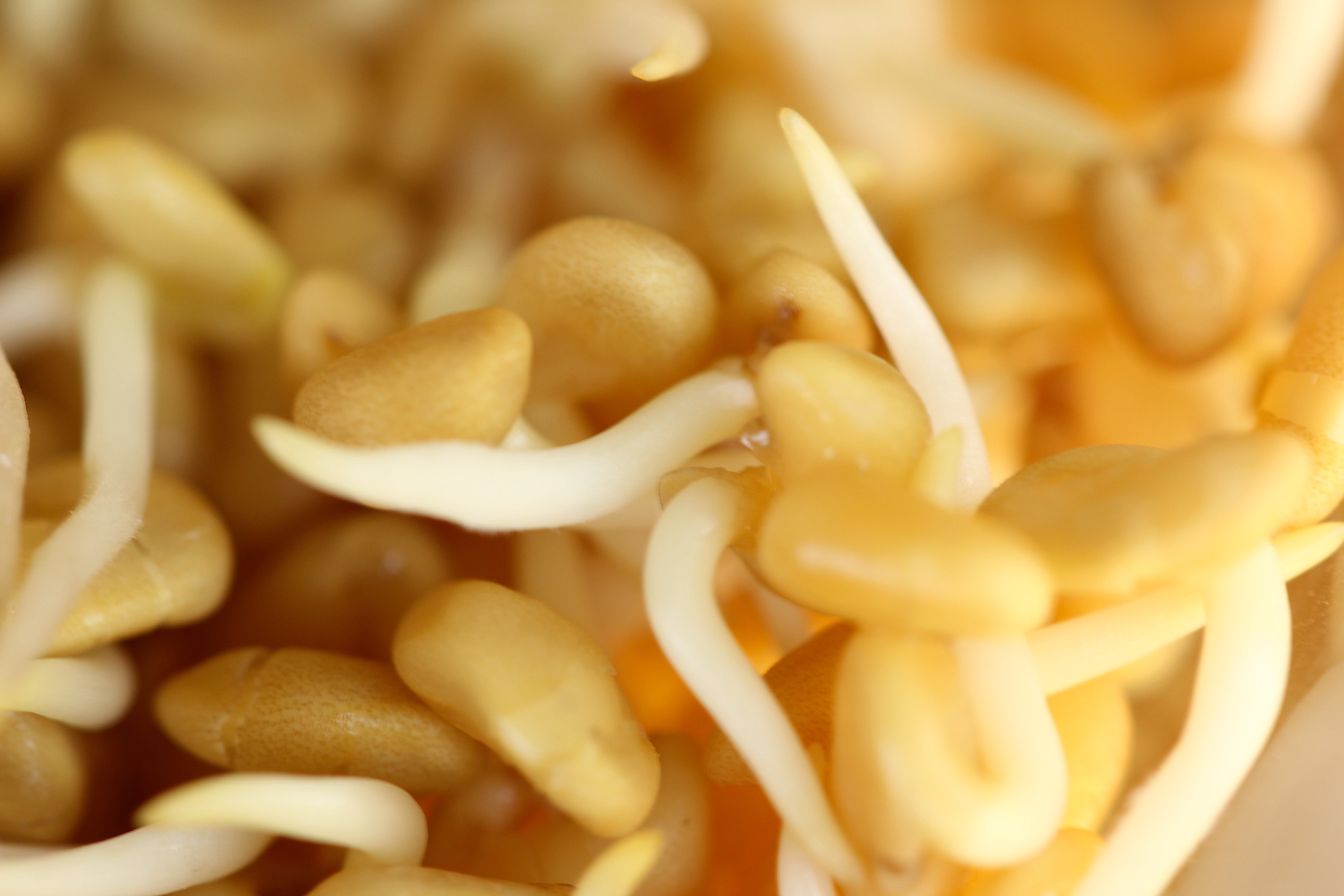 How To Sprout Fenugreek Seeds Simply Sentient